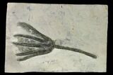 D Fossil Crinoid (Encrinus) - Germany #159675-1